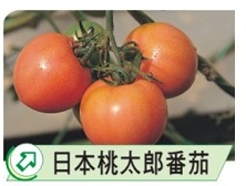 日本淘桃太郎番茄-